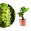 Meine Orangerie - exklusive Vitis Vinifera Weinrebe in Produktbild-Vorschau 1