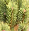 Waldkiefer Pinus sylvestris Watereri 15 - 20 cm immergrüne Produktbild-Vorschau 2