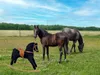 A black rocking horse in a grassy field with two real horses in the background. Produktbild-Vorschau
