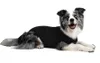 Suitical Recovery Suit® Dog schwarz, Größe: M Produktbild-Vorschau 8