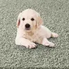 Waschbarer Shaggy Teppich Langflor I Ideal auch als Produktbild-Vorschau 6