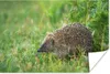 MuchoWow® Poster Igel steht im Gras 120x80 cm - Bilder Produktbild-Vorschau 1