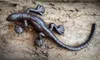 Esschert Design Eidechse Gusseisen 24,3cm; TT157 Produktbild-Vorschau 3