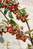 Malus 'Hillieri', Zierapfel, 100–125 cm Produktbild-Vorschau 4