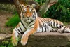 3 D Ansichtskarte Tiger, Raubkatze Postkarte Wackelkarte Produktbild-Vorschau 1