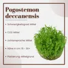 Aquarium Pflanze Pogostemon erectus Tropica Nr.053F TC in Produktbild-Vorschau 2