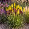 Stauden Gänge 1 x Kniphofia 'Lemon Popsicle' - Gelbe Produktbild-Vorschau 1