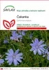 SAFLAX - čakanka - Cichorium intybus - 250 Semená Náhľad obrázku produktu 1