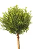 Japonský drieň Ilex crenata Twiggy štandard 40 cm Náhľad obrázku produktu 1