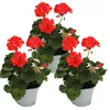 Pelargónia vzpriamená – Pelargonium zonale – kvetináč 12 cm Náhľad obrázku produktu 1