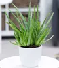 BALDUR Garten Echte Aloe Vera, 1 Pflanze, hoch im 12 Produktbild-Vorschau 1