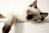 A Siamese cat with blue eyes is lying on a white surface. Náhled obrázku produktu