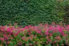 Stauden Gänge 10 x Spiraea japonica 'Anthony Waterer' - Produktbild-Vorschau 2