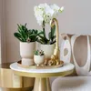 Orchidées Phalaenopsis Amabilis blanches - Ø9cm - plante Voir les images du produit 3