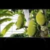 TCL 65T8C, 165,1 cm (65"), 3840 x 2160 Pixel, QLED, Produktbild-Vorschau 3
