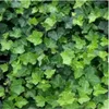Plants by Frank | 48 Efeu Pflanzen | Hedera Hibernica | Produktbild-Vorschau 3