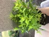 A potted herb plant with green leaves sits on a textured surface next to a white container. Produktbild-Vorschau