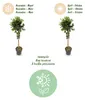 GreenboutiQ - Gartenpflanze - Euonymus fortunei Emerald Produktbild-Vorschau 4