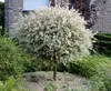 A small, round tree with variegated white and green leaves is planted in a garden bed with gravel and surrounding greenery. Produktbild-Vorschau