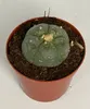 Lophophora williamsii – pejotl – kaktus pejotl – kwitnący, Podgląd zdjęcia produktu 2