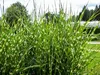 Stauden Gänge 5 x Miscanthus sinensis 'Strictus' im 1 Liter Produktbild-Vorschau 8