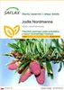 SAFLAX - Jodła Nordmanna - 20 Nasiona - Abies nordmanniana Podgląd zdjęcia produktu 1