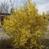 Forsythia Lynwood Forsythie gelb Zierstrauch Produktbild-Vorschau 2