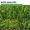 Markerbsen Bördi Samen - Pisum sativum - Erbsensamen - Produktbild-Vorschau 5