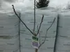 A bare-branched fig tree with a plant tag, standing in front of stacked bales wrapped in plastic. Podgląd zdjęcia produktu