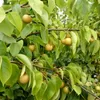 Nashi Chojuro Buschbaum Produktbild-Vorschau 5