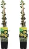 Bloomique - Lot de 2 - Jasminum Nudiflorum - Jasmin d'hiver Voir les images du produit 1