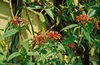 Lonicera henryi, immergrüne Geißschlinge, 40–60 cm Produktbild-Vorschau 3