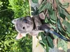 Uni Toys französische Bulldogge Hund Stofftier Kuscheltier Produktbild-Vorschau 6