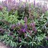 6 x Salvia vera - Salvia officinalis | vaso 9cm x 9cm Anteprima dell’immagine prodotto 1