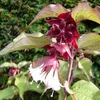 2 x  Schöne Leycesterie  - Leycesteria formosa 'Purple Produktbild-Vorschau 1