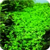 Eco Plant Micranthemum Umbrosum - roślina invitro 20 sztuk Podgląd zdjęcia produktu 4