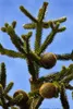 Araucaria araucana, Andentanne, 40–50 cm Produktbild-Vorschau 5