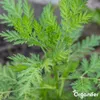 A close-up of a green plant with feathery leaves. Náhľad obrázku produktu