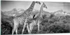 Bilder auf glas - Einteilig - Giraffen Schwarzweiß Produktbild-Vorschau 1