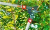 Astschere Gartenschere Power Cut HRR 750 Edelstahl Rot Produktbild-Vorschau 3