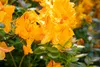 Rhododendron luteum 'Klondyke', gelb-orange, 30–40 cm Produktbild-Vorschau 5