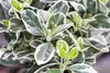 Euonymus fortunei 'Emerald Gaiety', Kriechspindel, Produktbild-Vorschau 9
