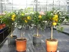 Citrus Yuzu 70 - 80 cm, Zitronenbaum Zitrone, japanische Produktbild-Vorschau 2