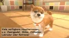 Little Friends: Dogs & Cats - [Nintendo Switch] Produktbild-Vorschau 5