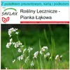 SAFLAX - Zestaw prezentowy - Pianka Łąkowa - 100 Nasiona - Podgląd zdjęcia produktu 10
