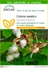 SAFLAX  - Cotone asiatico - 12 semi - Con substrato - Anteprima dell’immagine prodotto 1