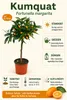 Kumquat-Stämmchen Nagami ca. 50 cm – Fortunella margarita Produktbild-Vorschau 2