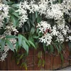 Clematis Armandii (zimozielony i odporny) - Wieloletnie Podgląd zdjęcia produktu 5
