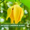 Kitama Aroma Massageöl Ylang Ylang Cananga 1-Liter 1L I Produktbild-Vorschau 3