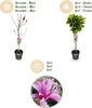 Magnolia Magnolia Susan – wysokość 19 cm, ok. 90 cm – Podgląd zdjęcia produktu 6